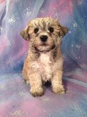 Female schnoodle puppy for sale #3  Born February 20th 2013| Iowa dog breeders with schnoodles for sale now!